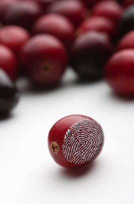 cranberry with fingerprint alluding to analytic testing